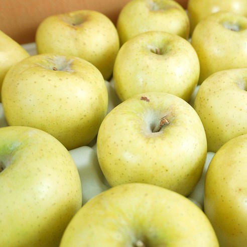 골드간자미 2kg 썸네일 3