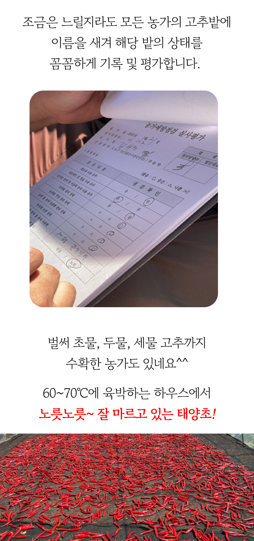SY고추마을(해당) 3kg 썸네일 2