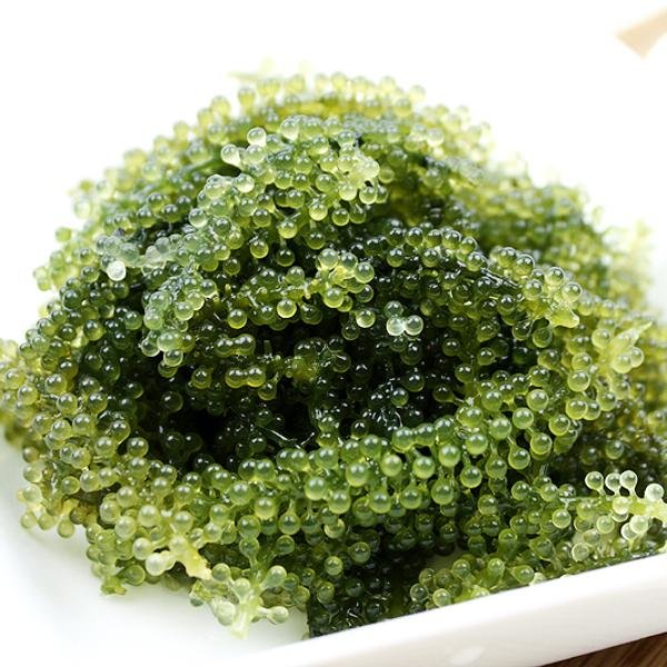 바다포도 100g 썸네일 3