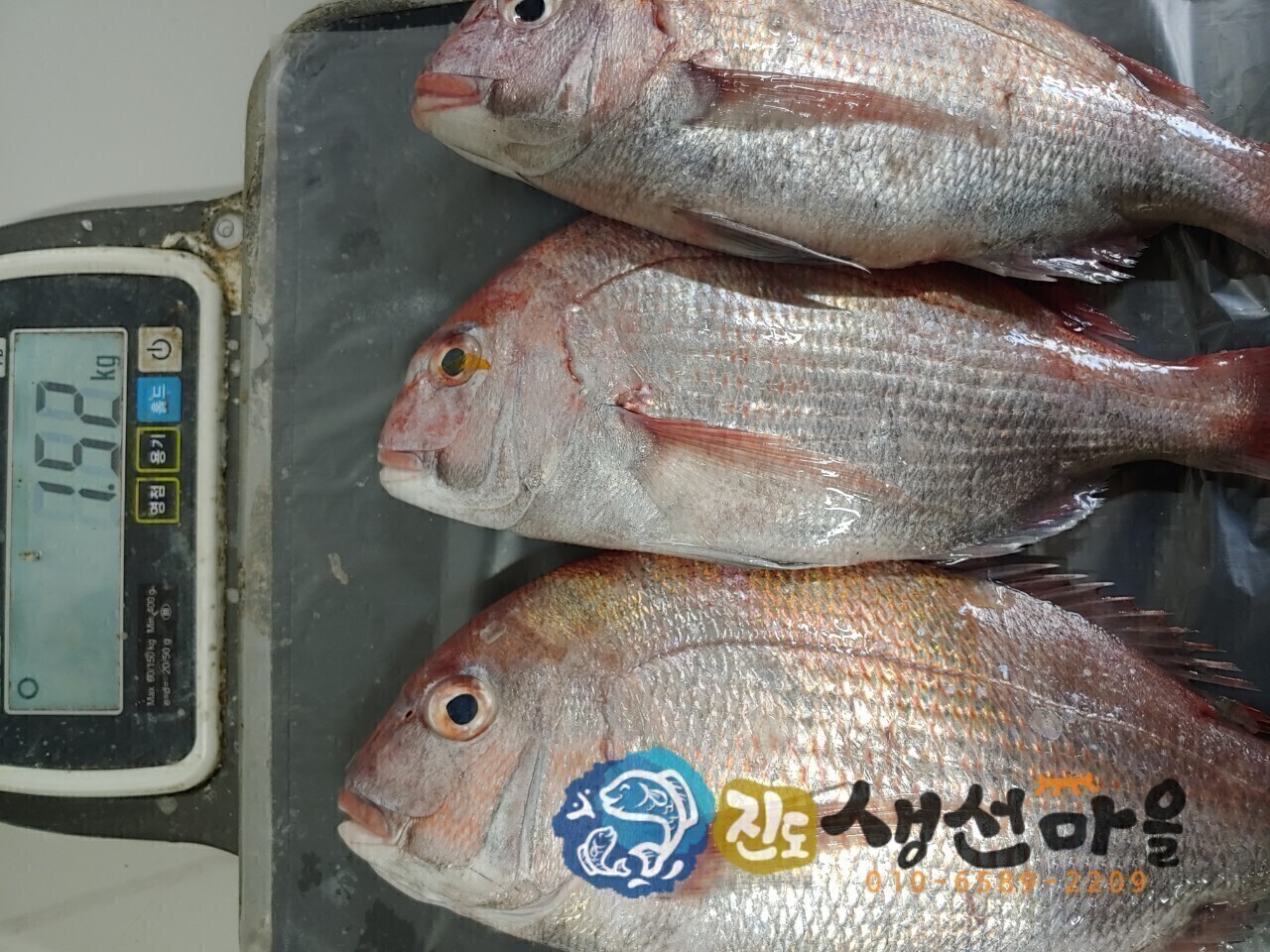 반건조참돔 썸네일 3