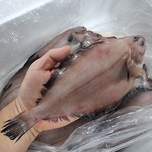 짠가오리 3kg 썸네일 3