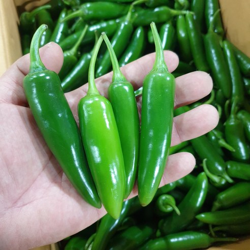 ㈜한스비앤에프 아삭이고추 1kg 썸네일 3