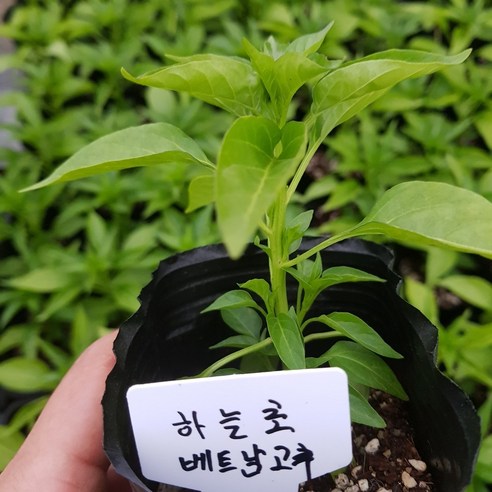 하늘고추초절이1kg 썸네일 3