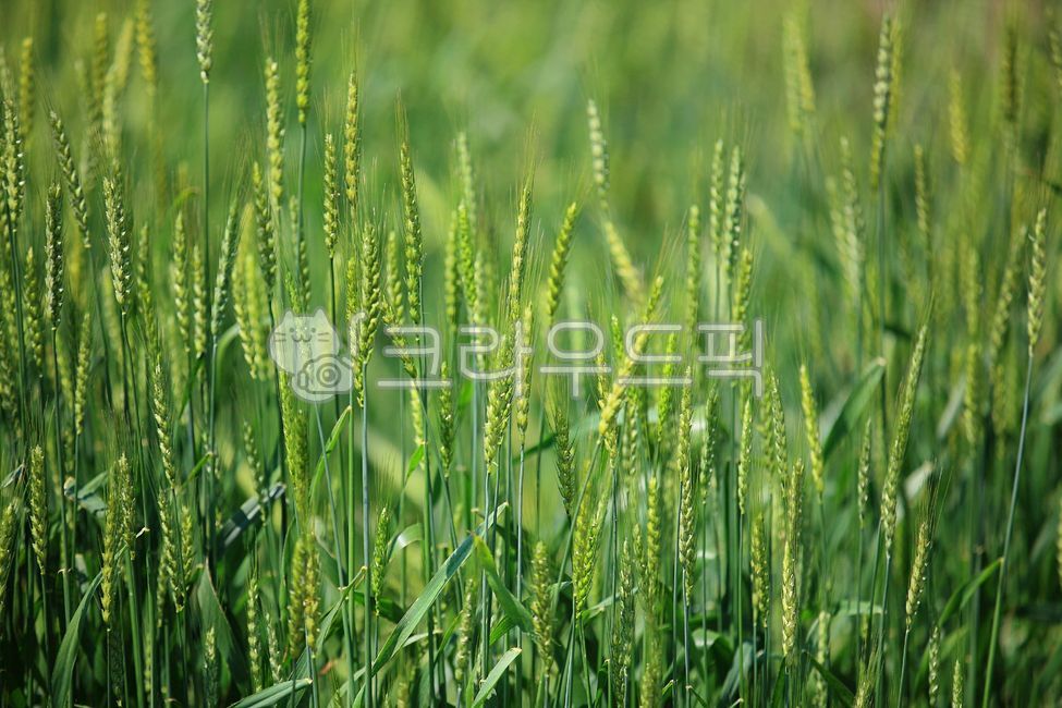 청보리(주) 보리가루 1kg 썸네일 2