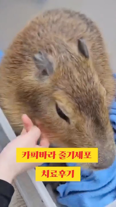 카피바라키우기 썸네일 3