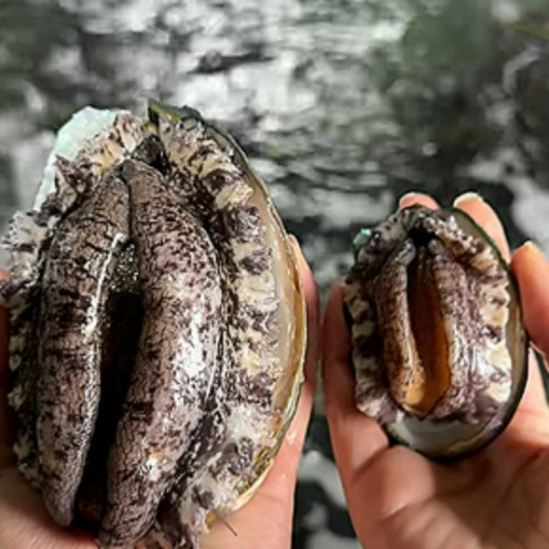 전복환골드(60g) 썸네일 2