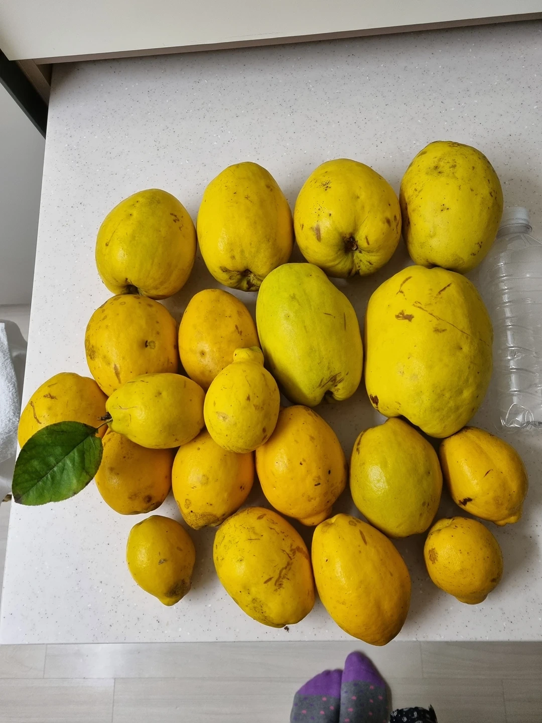 모과차 모과45% 1KG 썸네일 3