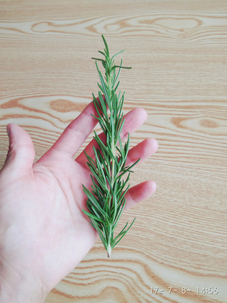 로즈마리(국내산)50g 썸네일 2