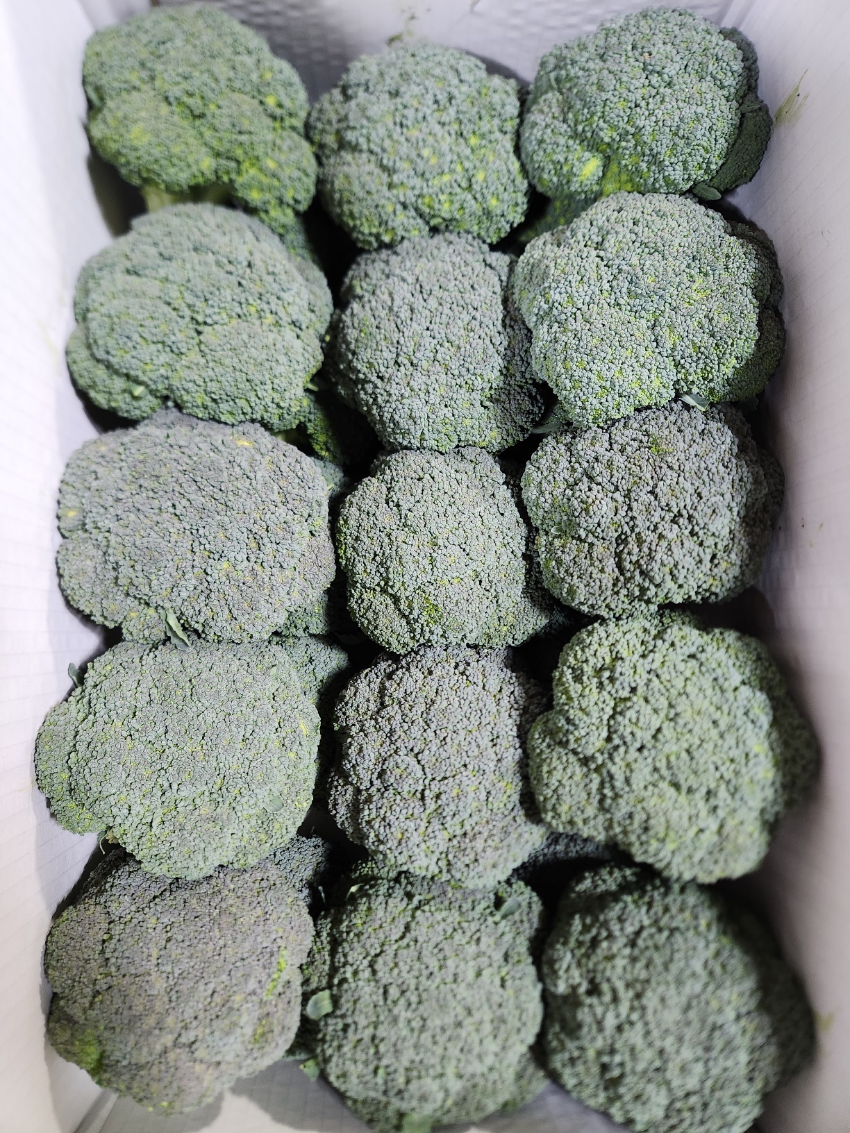 산들내음 브로콜리 8kg/BOX 썸네일 3