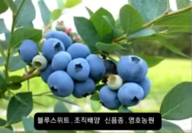 블루베리 가는소금 썸네일 3