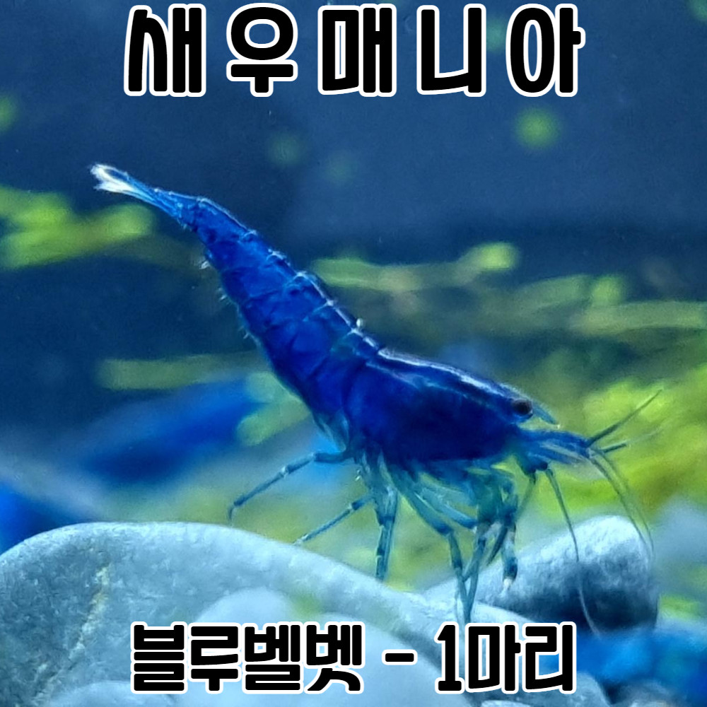 LED수족관 새우키우기 썸네일 2