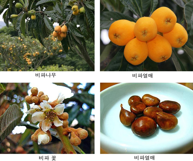 (주)비파생기나 비파환 150g 썸네일 3