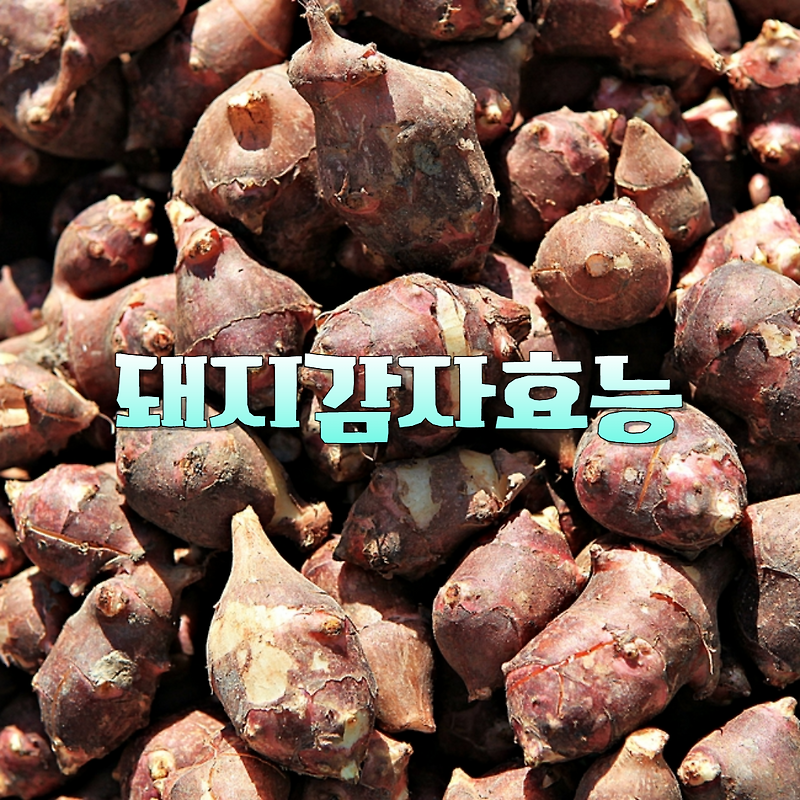 돼지감자 분말500g 썸네일 2