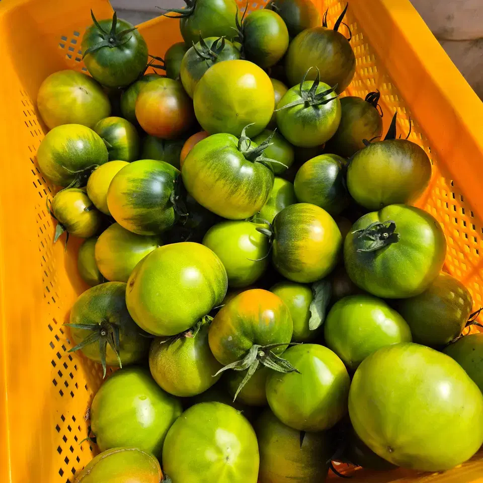 씽씽(2.5kg-일반) 썸네일 2