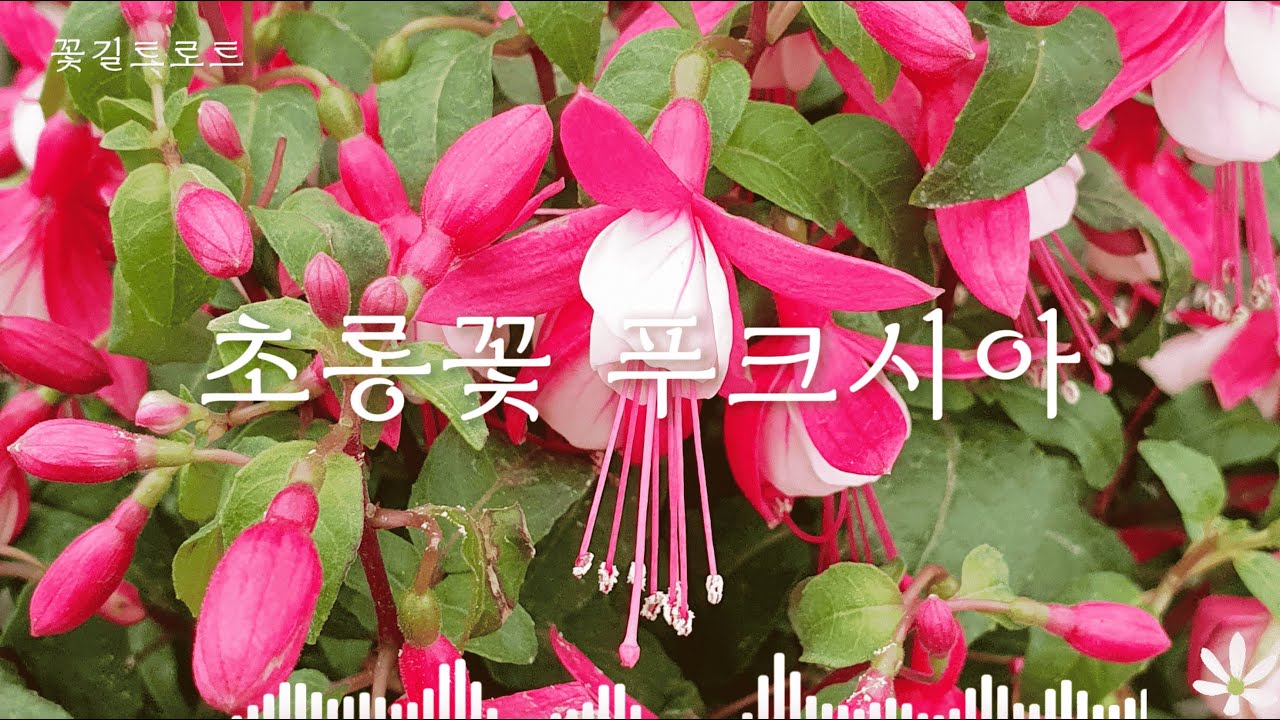 Y)마일드드라이너MFU(푸크시아) 썸네일 3