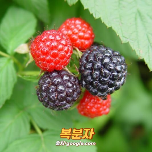 복분자 비타PLUS [24g] 썸네일 3