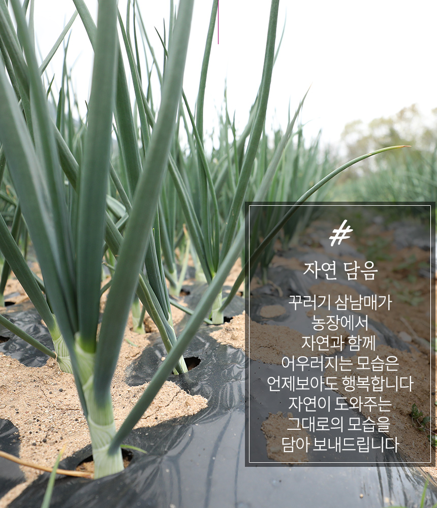 유기농석박지3kg 썸네일 3