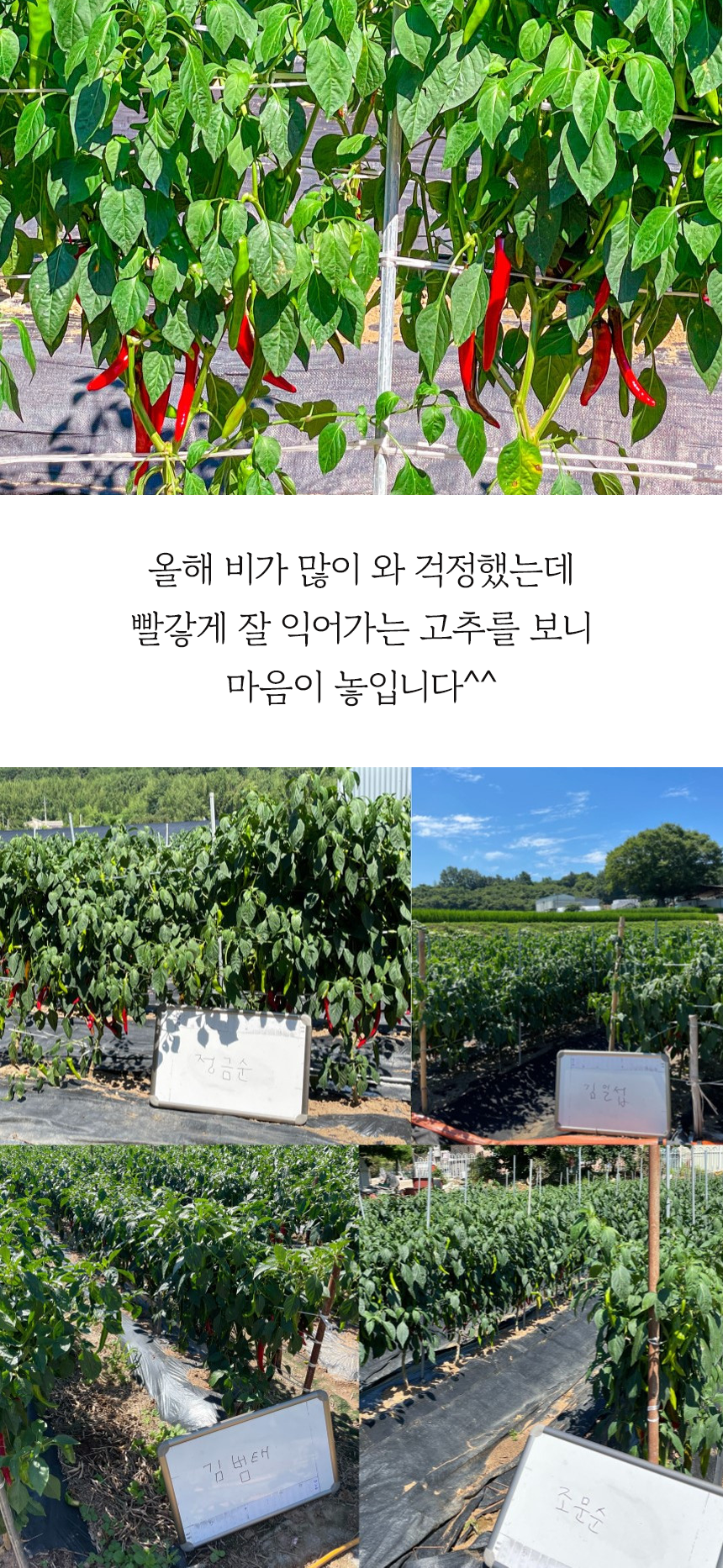 영광농협가공사업소 태양초청결고춧가루(식자재전문) 태양초청결고춧가루(식자재전문) 5000G x 1EA 썸네일 2