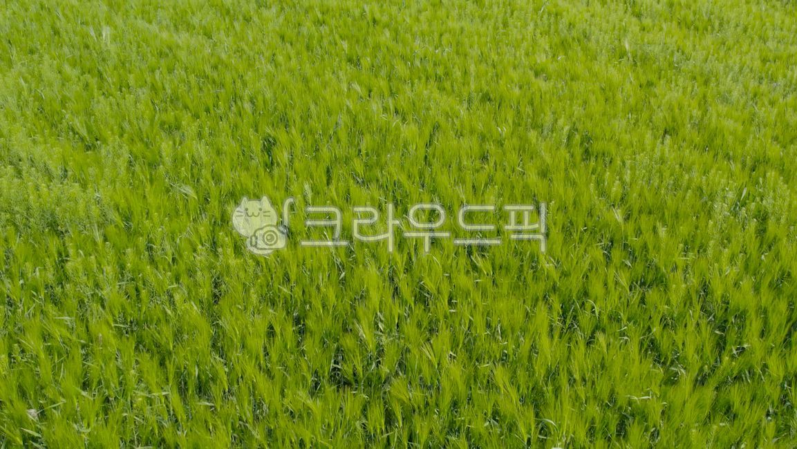 청보리(주) 아이스전통찰보리빵 30gⅩ10개입 썸네일 3