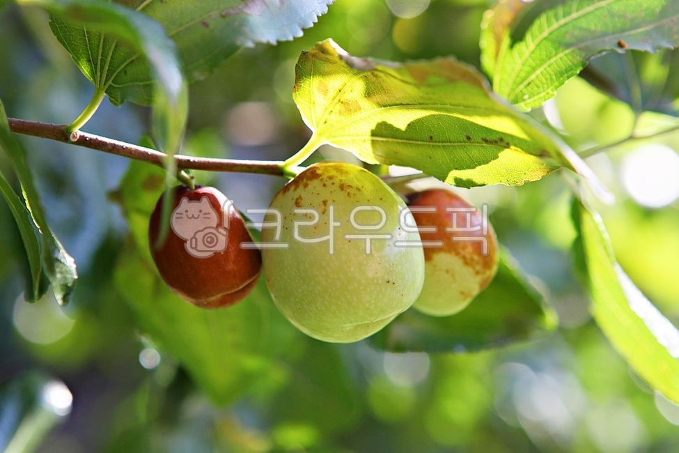 가을대추 썸네일 2