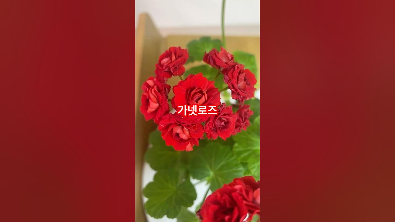 겔리롤파인 가넷로즈 썸네일 3