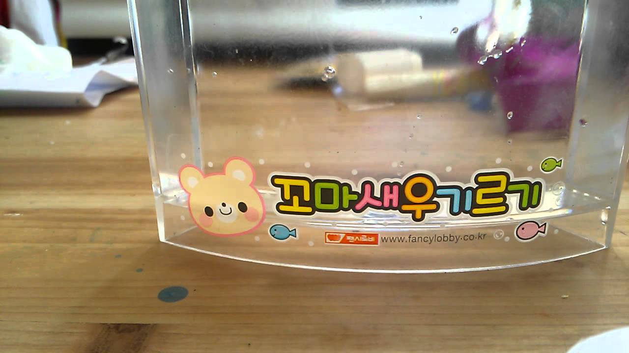 Y)꼬마새우기르기 썸네일 3