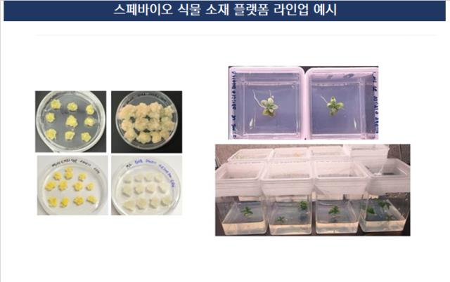 (주)엔자임바이오-식물의향기연근환-Box210g 썸네일 3