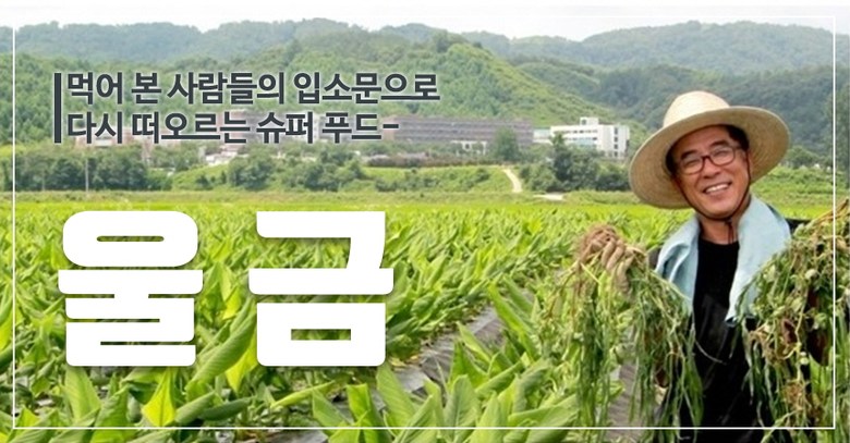 울금환 썸네일 2