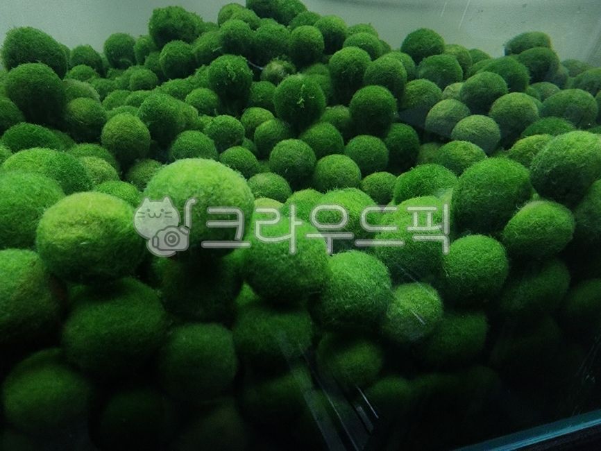 마리모 어썸 썸네일 2