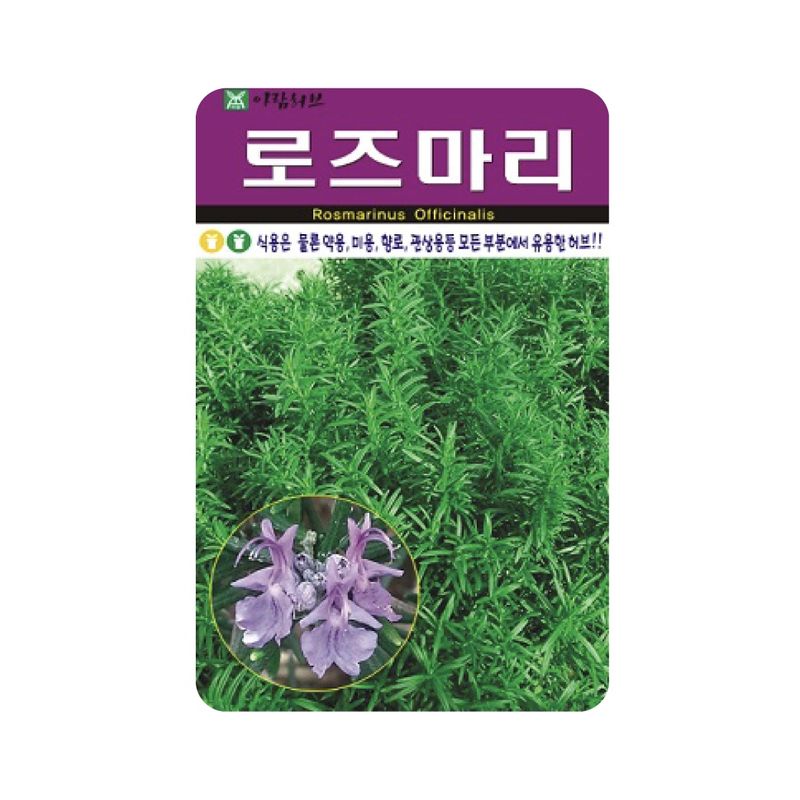 로즈마리 썸네일 2