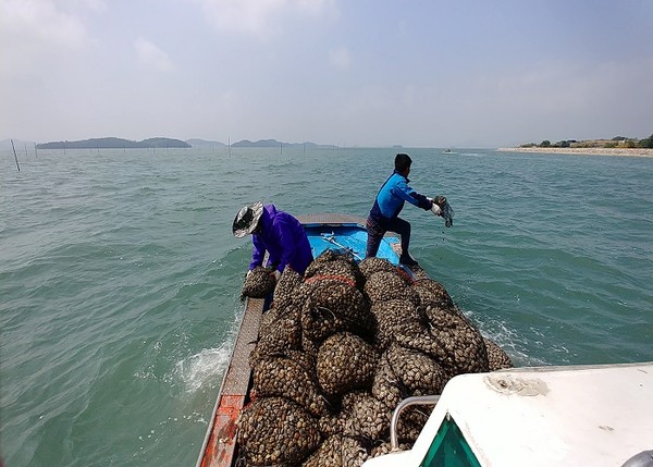 고려수산 증도 갯벌 전장김 20g 썸네일 3