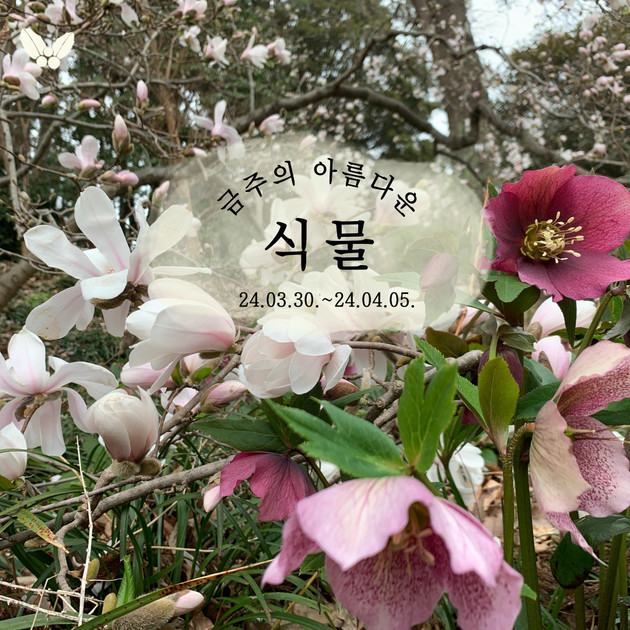 수목원 청국장박스30개입 6kg 썸네일 3