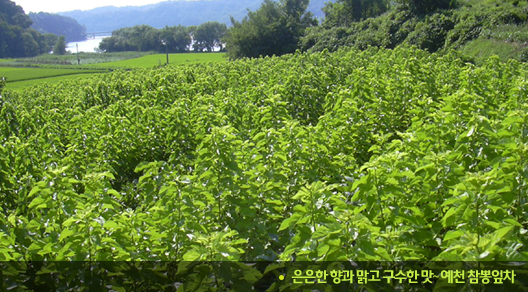 예천뽕잎가루 300g 썸네일 2