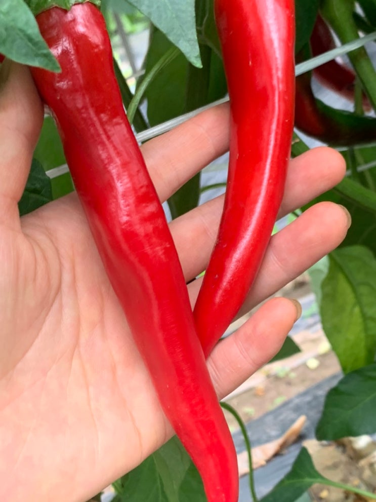 영양고추가루 300g 썸네일 2