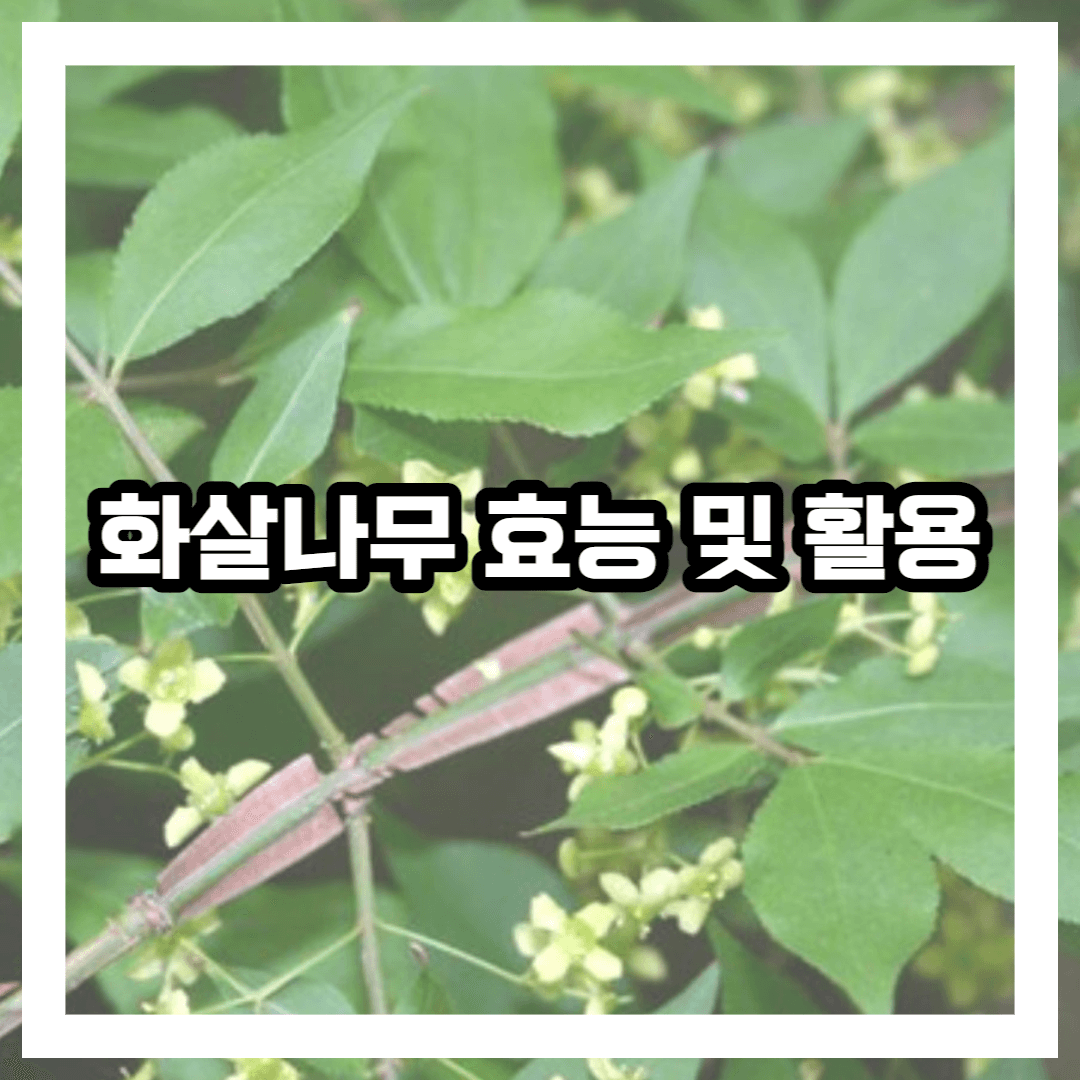 화살나무음료 0.5L 썸네일 2