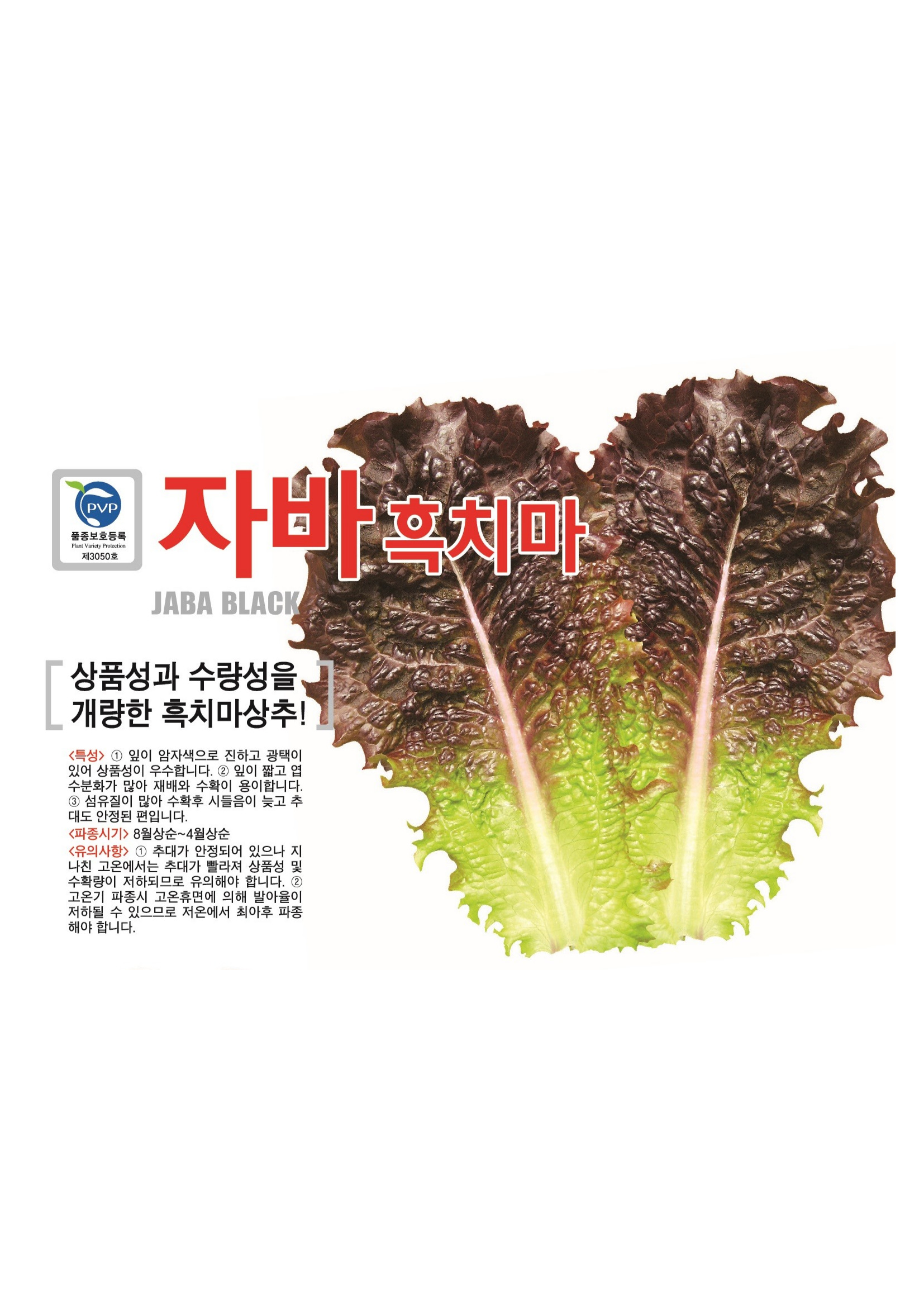 산들내음 양배추1.2kg/EA 썸네일 3