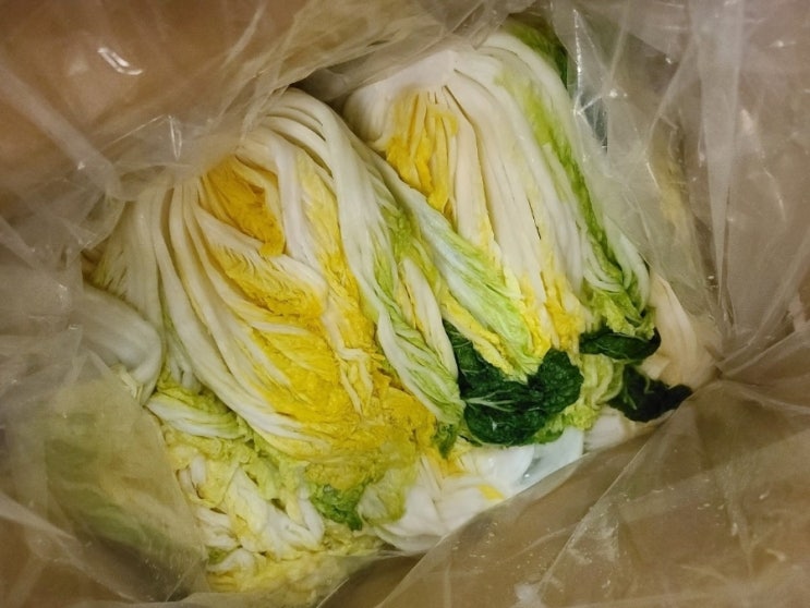 해남배추㈜ 해남참 백김치 5000G x 1EA 썸네일 2