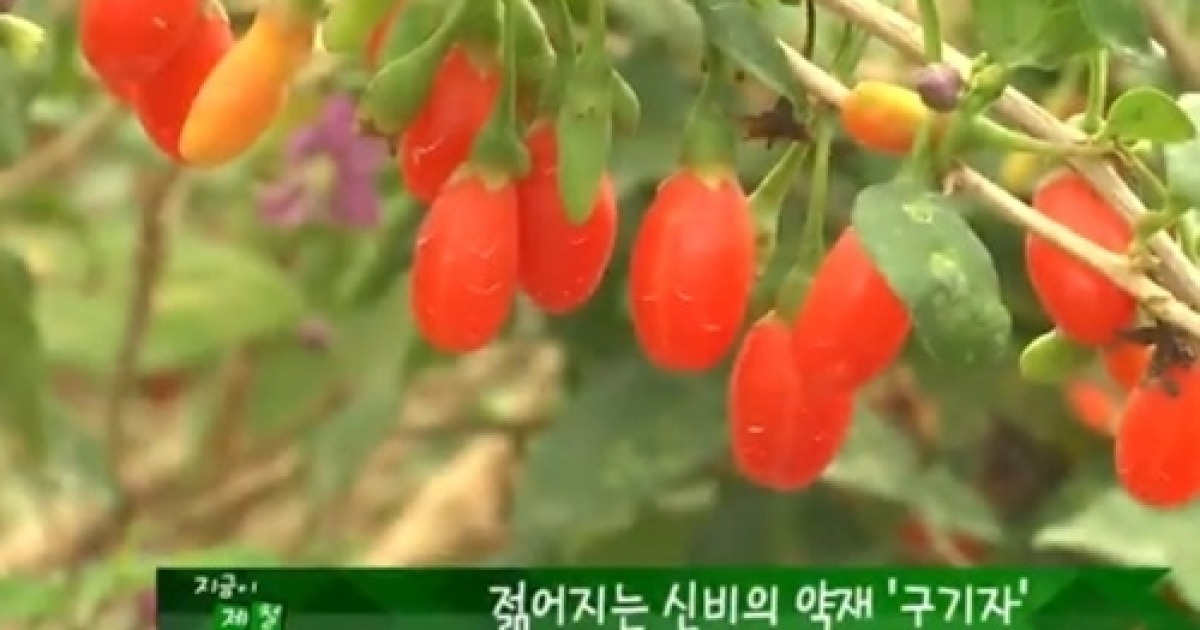 구기자 썸네일 2
