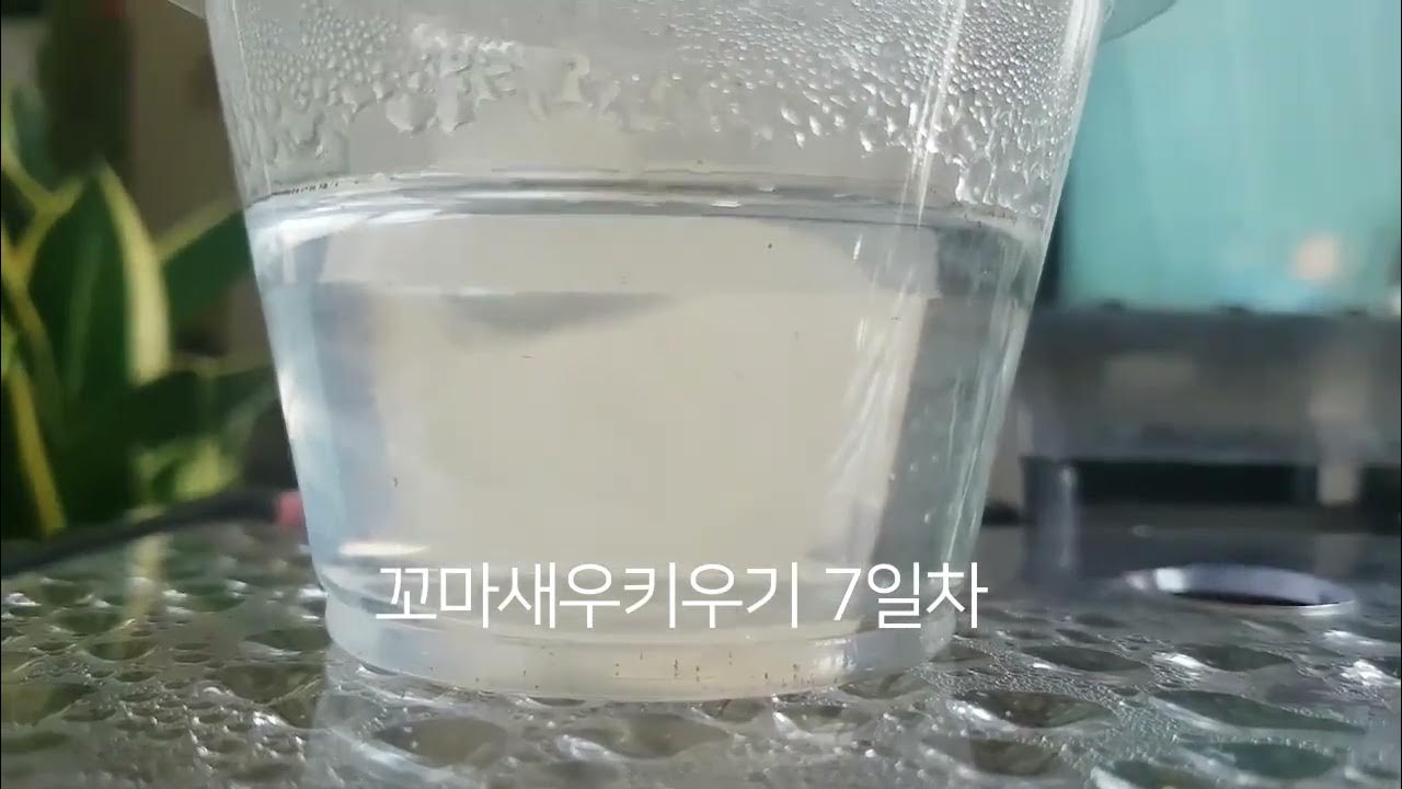 꼬마새우키우기 썸네일 2