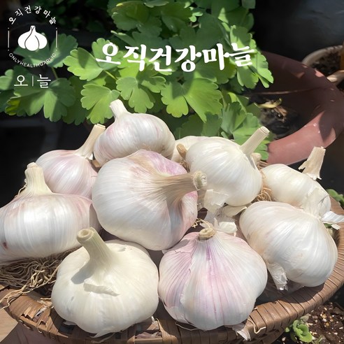 더알찬 통마늘짱아찌 1KG 썸네일 2
