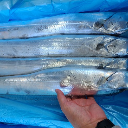 갈치토막 5kg 썸네일 3