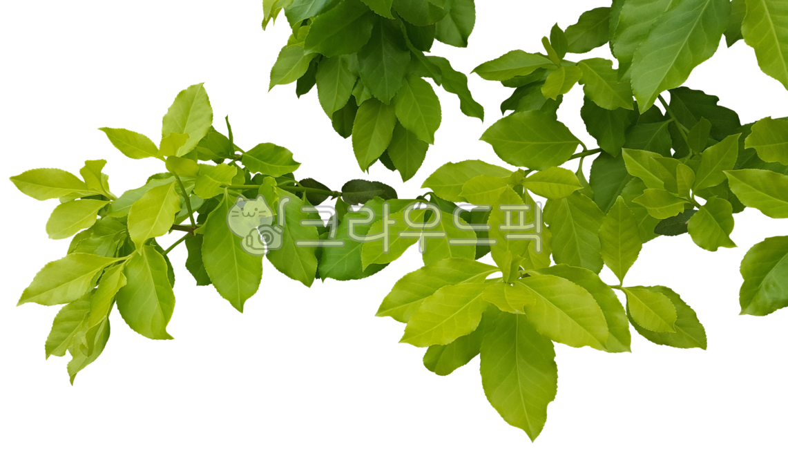 세희네슬라임/펄/초록 썸네일 2