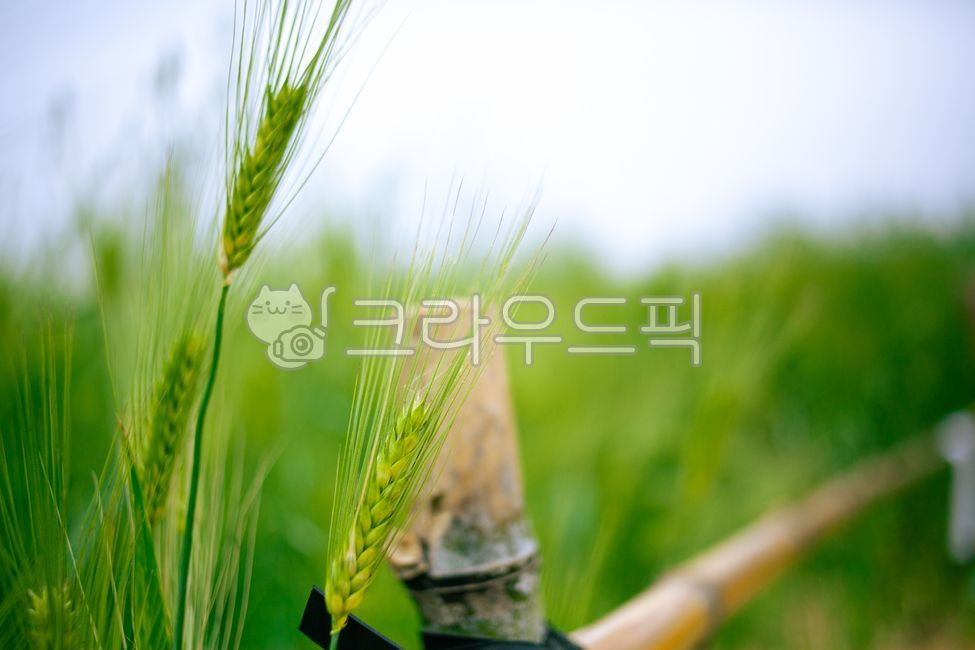 청보리(주) 청보리핫도그 50g×10개 썸네일 3