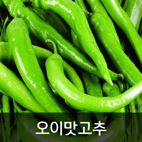 ㈜한스비앤에프 아삭이고추 4kg 썸네일 2