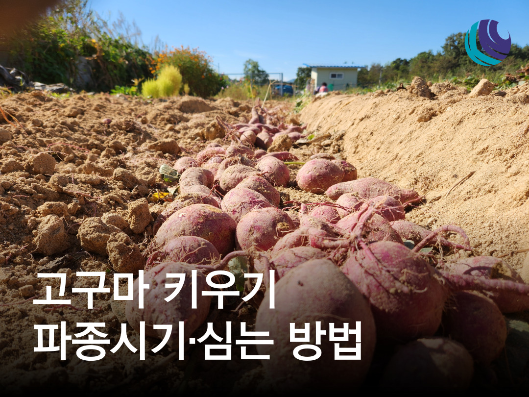 고구마샐러드 썸네일 2