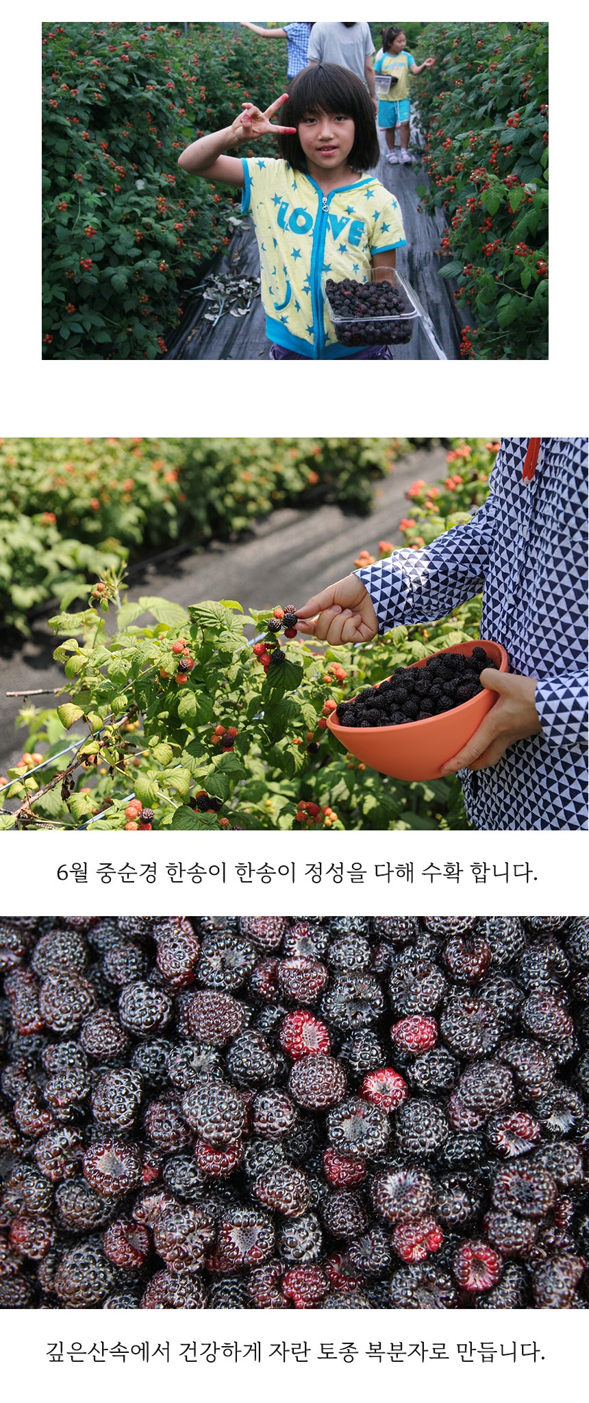 문경세제생들국화액 들국화60% 700ML 썸네일 3
