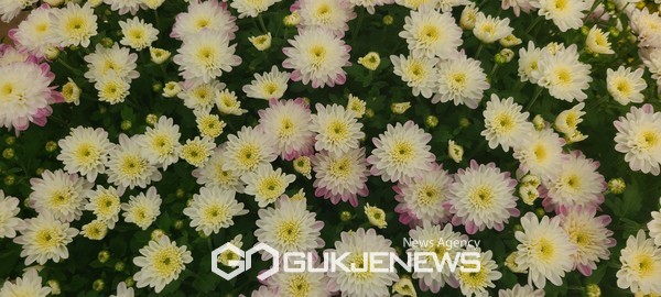 국화꽃 썸네일 3