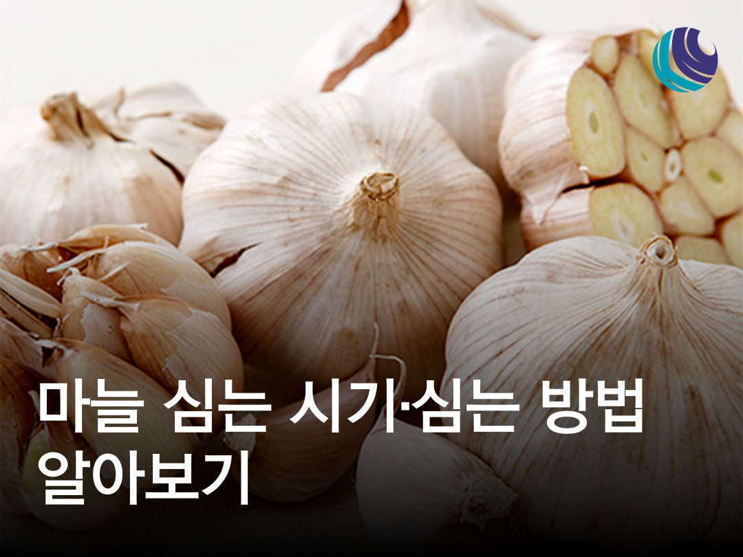 홍삼마늘난황환 썸네일 3