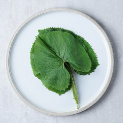 곰취 썸네일 2