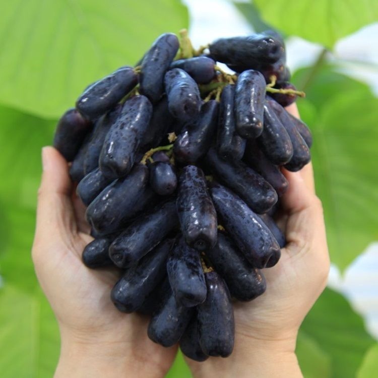 삼포깐포도 400G 썸네일 2